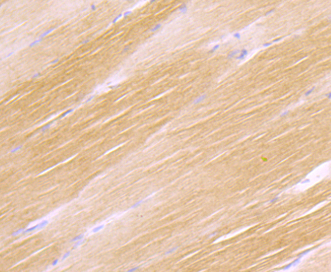 H Cadherin Rabbit mAb