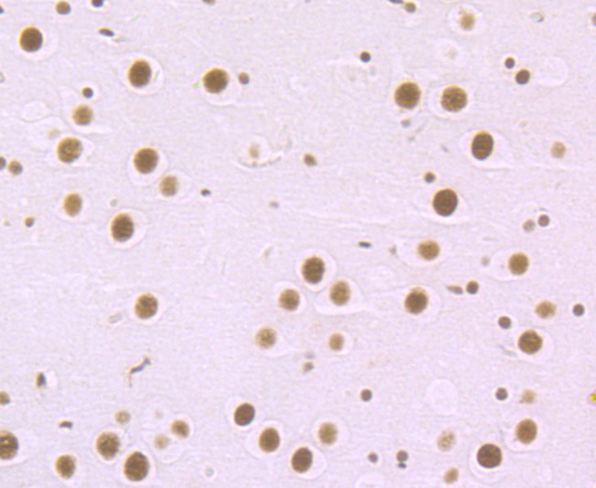 MBD3 Rabbit mAb