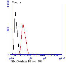 SNF5 Rabbit mAb