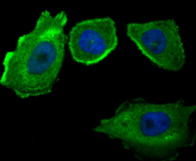 CD46 Rabbit mAb