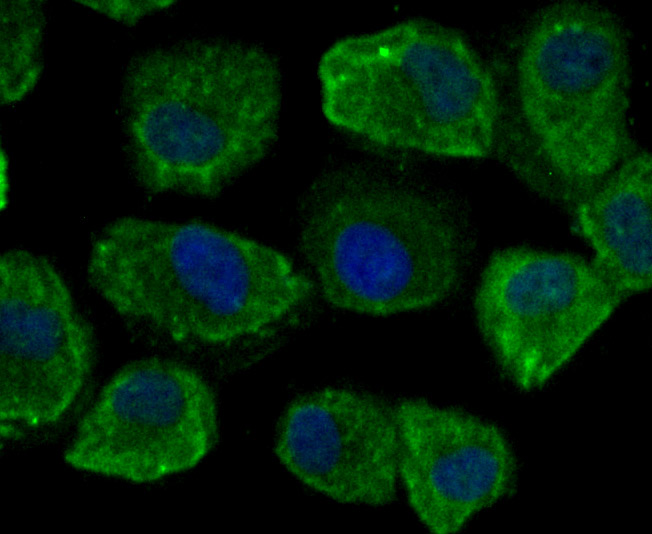 CD46 Rabbit mAb