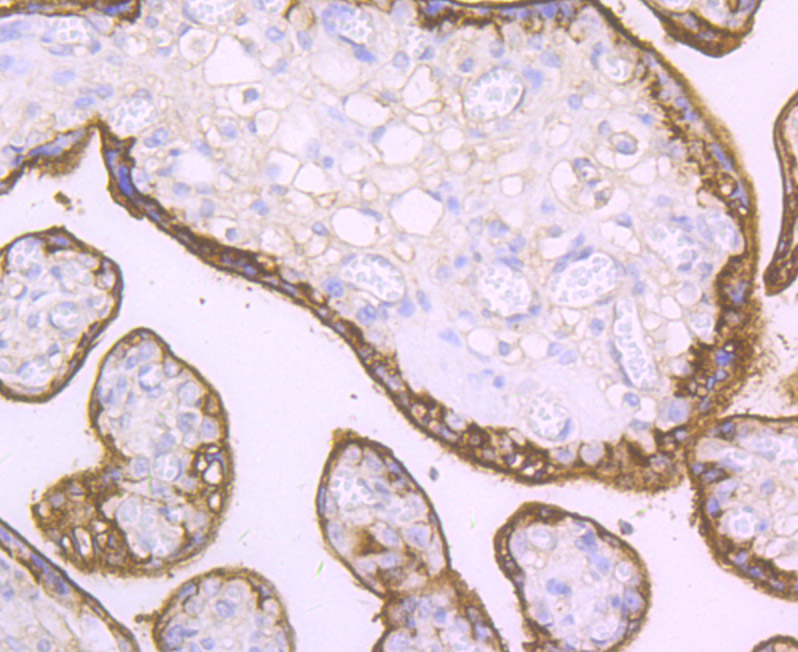 CD46 Rabbit mAb