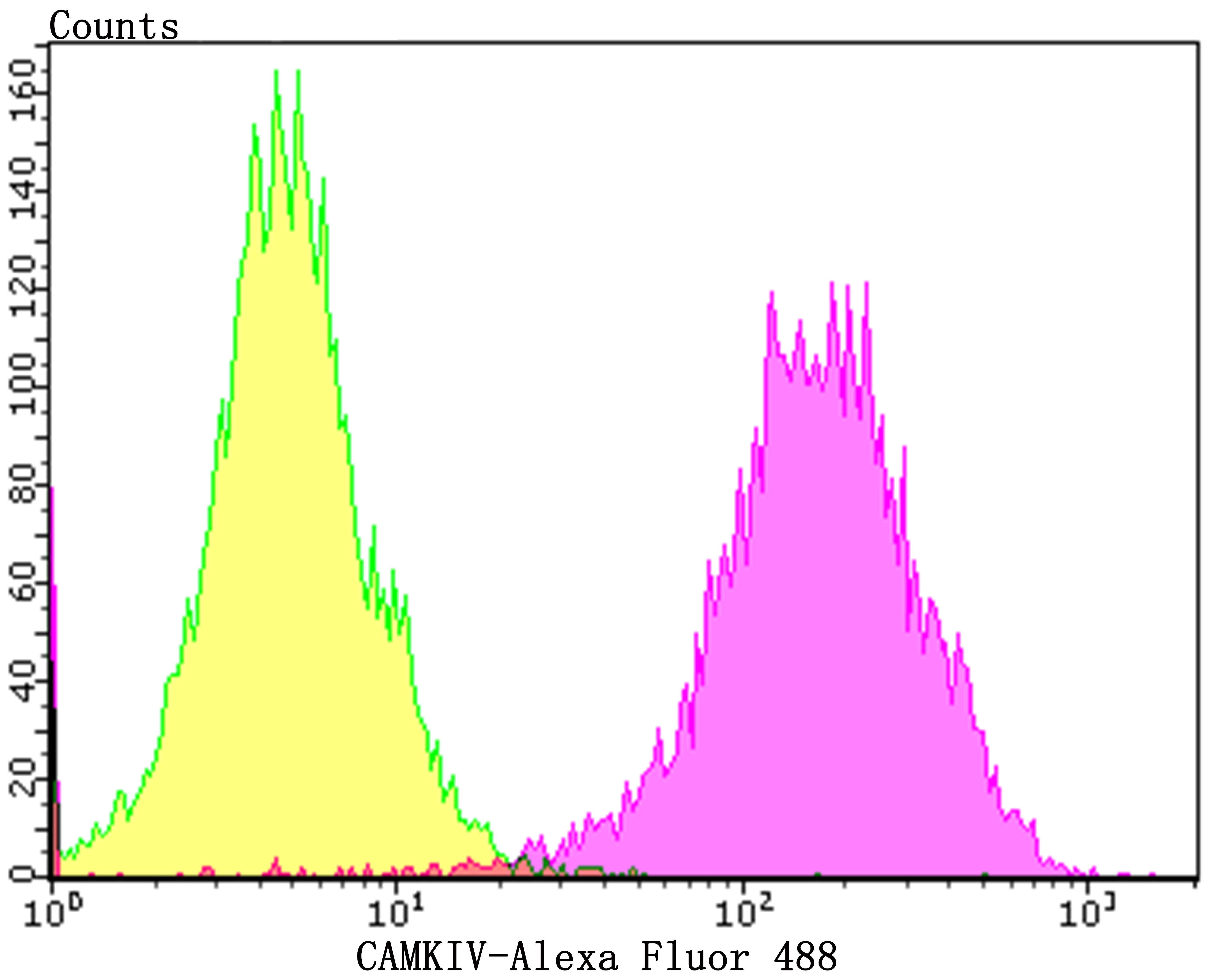 CAMKIV Rabbit mAb