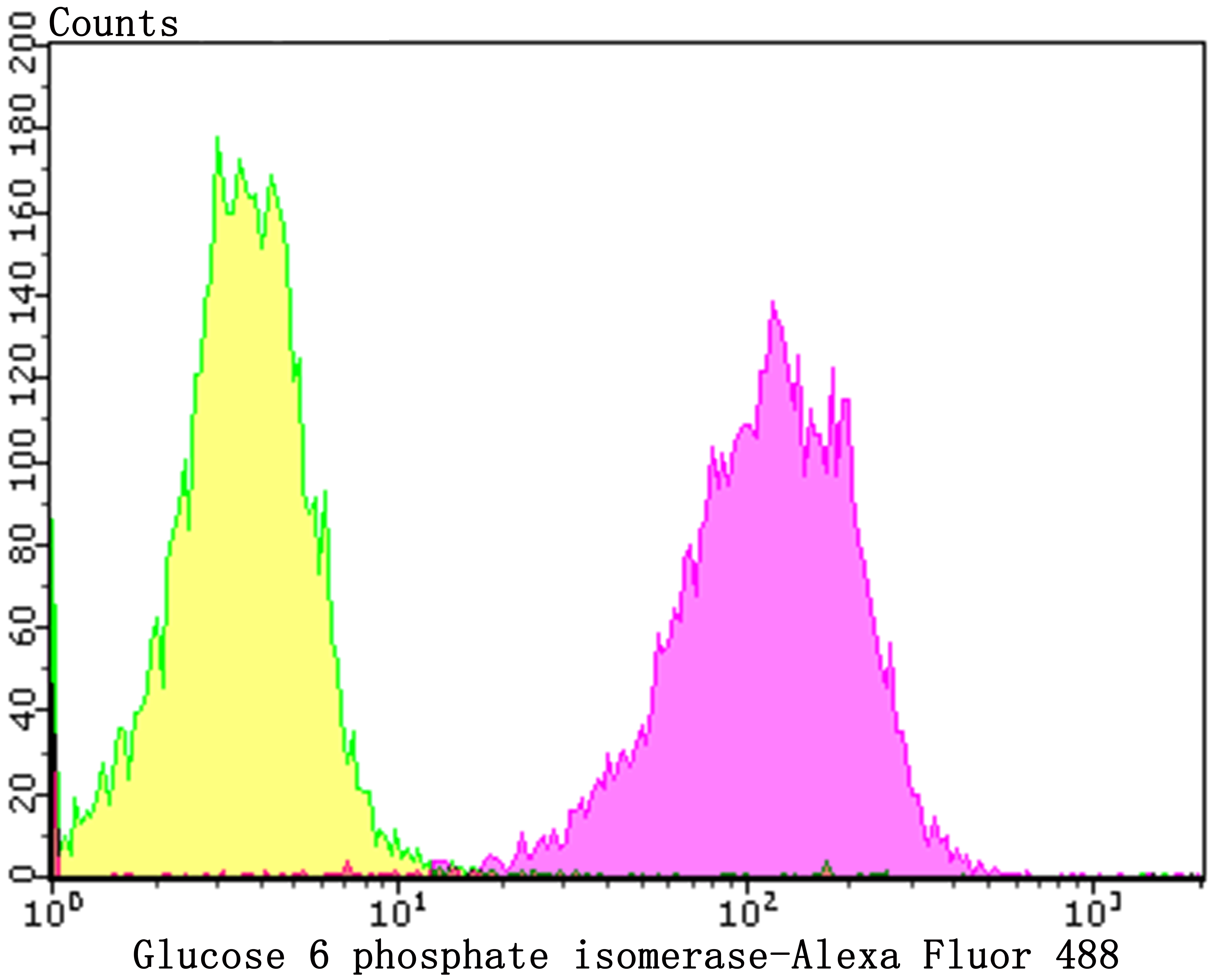 Glucose 6 phosphate isomerase Rabbit mAb