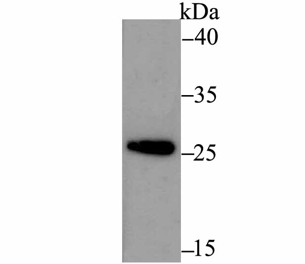 ERp29 Rabbit mAb