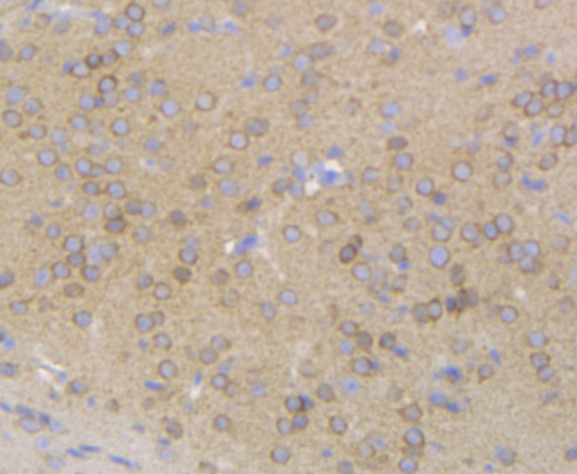 Gephyrin Rabbit mAb