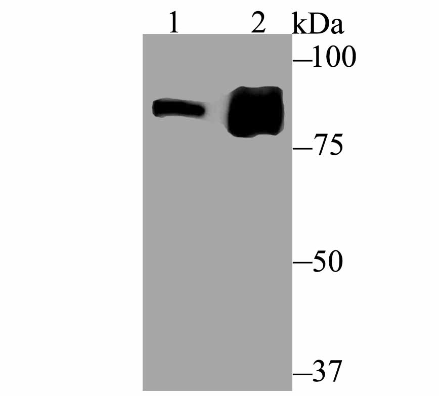 Gephyrin Rabbit mAb