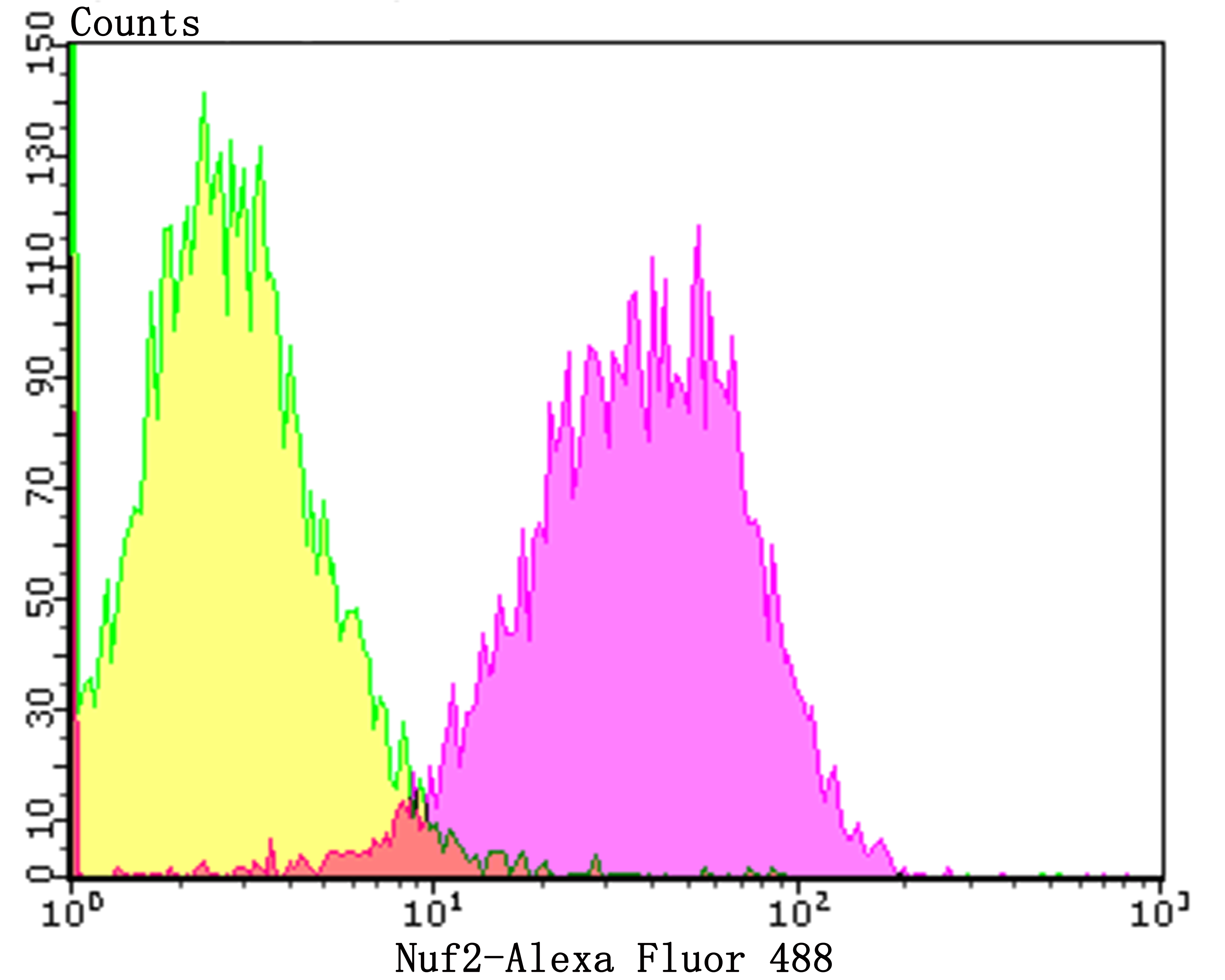 Nuf2 Rabbit mAb