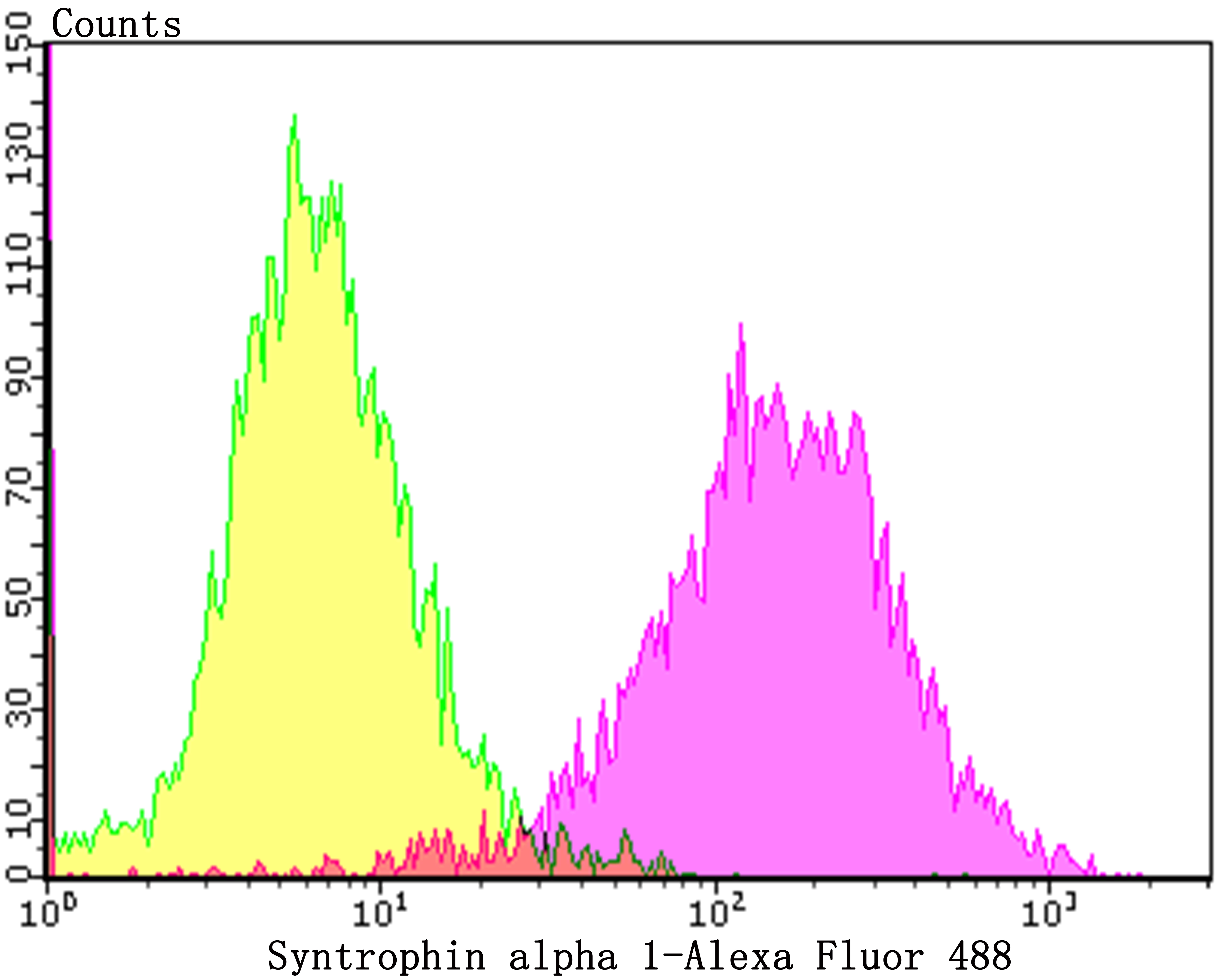 Syntrophin alpha 1 Rabbit mAb