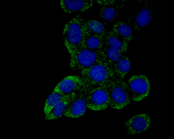 Emi1 Rabbit mAb