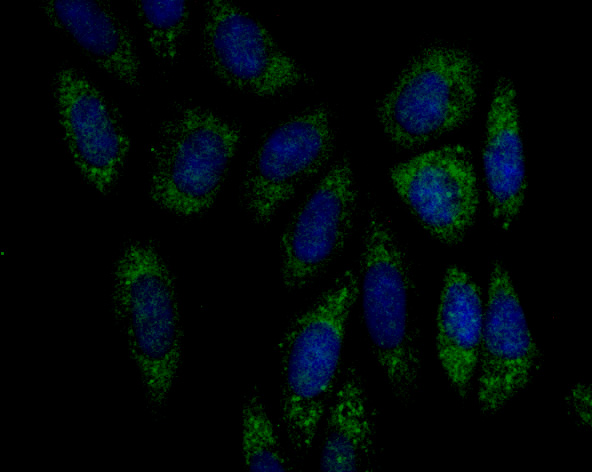 Emi1 Rabbit mAb