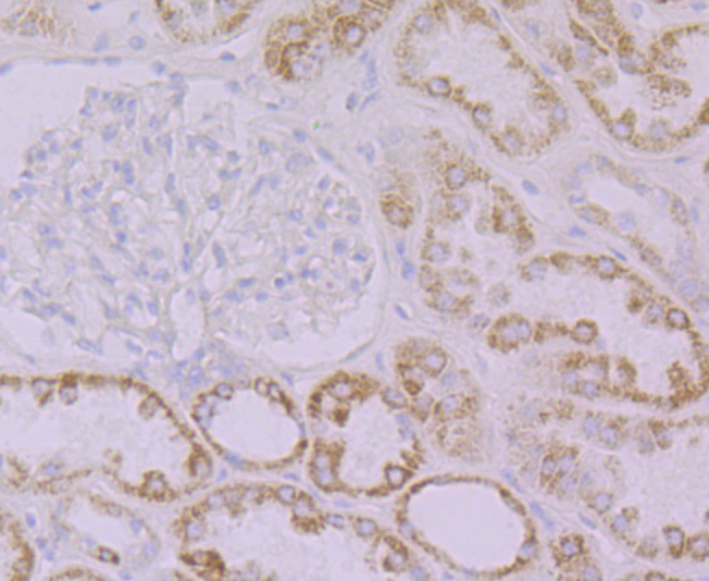 Emi1 Rabbit mAb