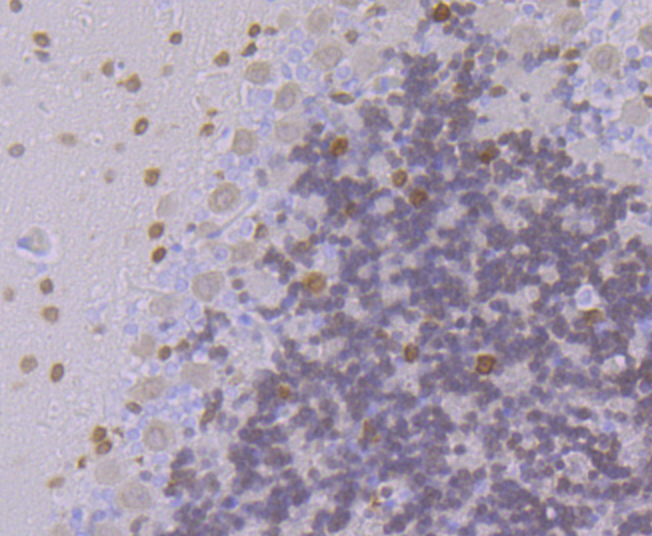 Emi1 Rabbit mAb