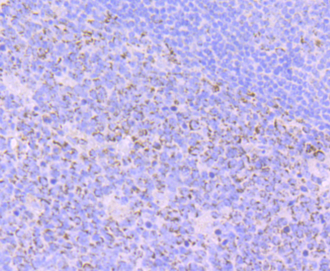 Emi1 Rabbit mAb