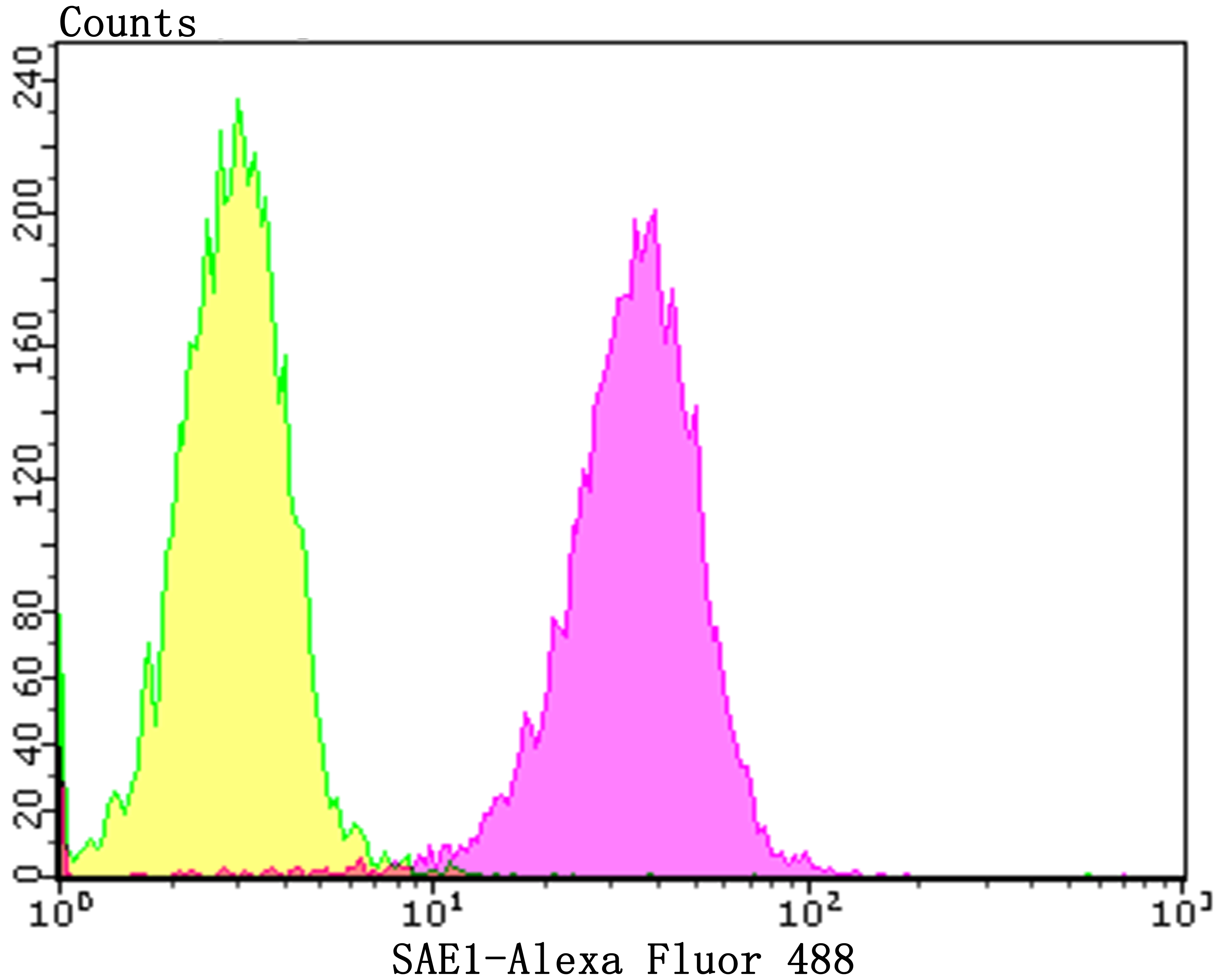 SAE1 Rabbit mAb