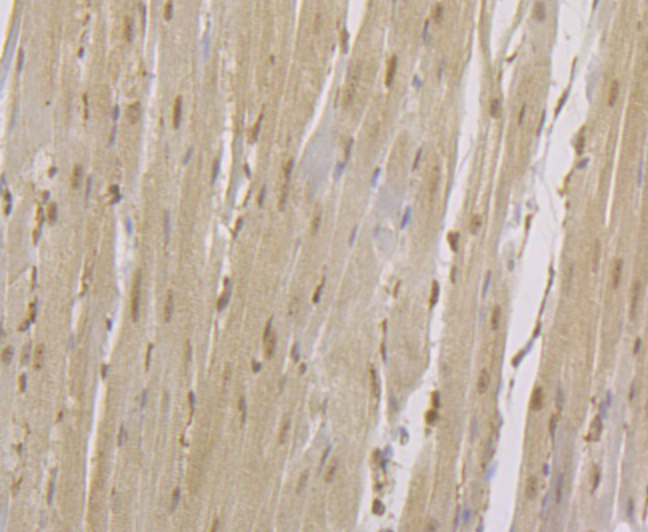 CENPC Rabbit mAb