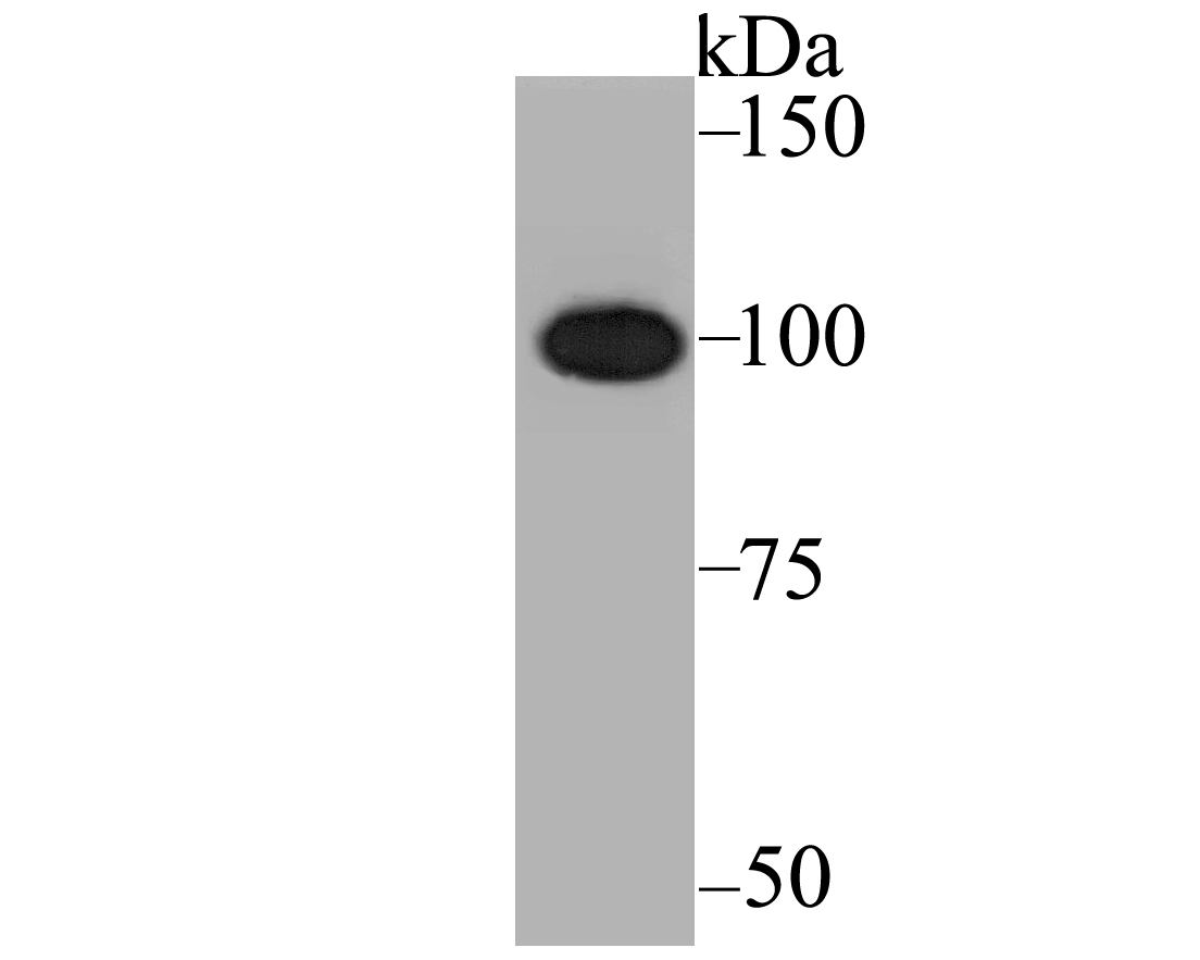 CENPC Rabbit mAb