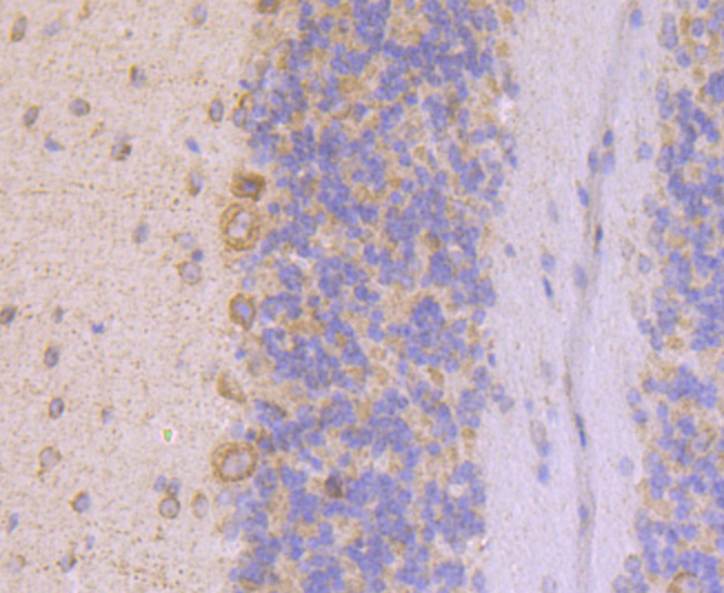 UQCRFS1 Rabbit mAb