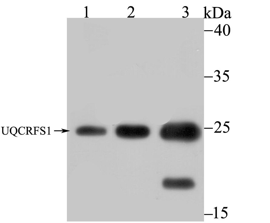 UQCRFS1 Rabbit mAb