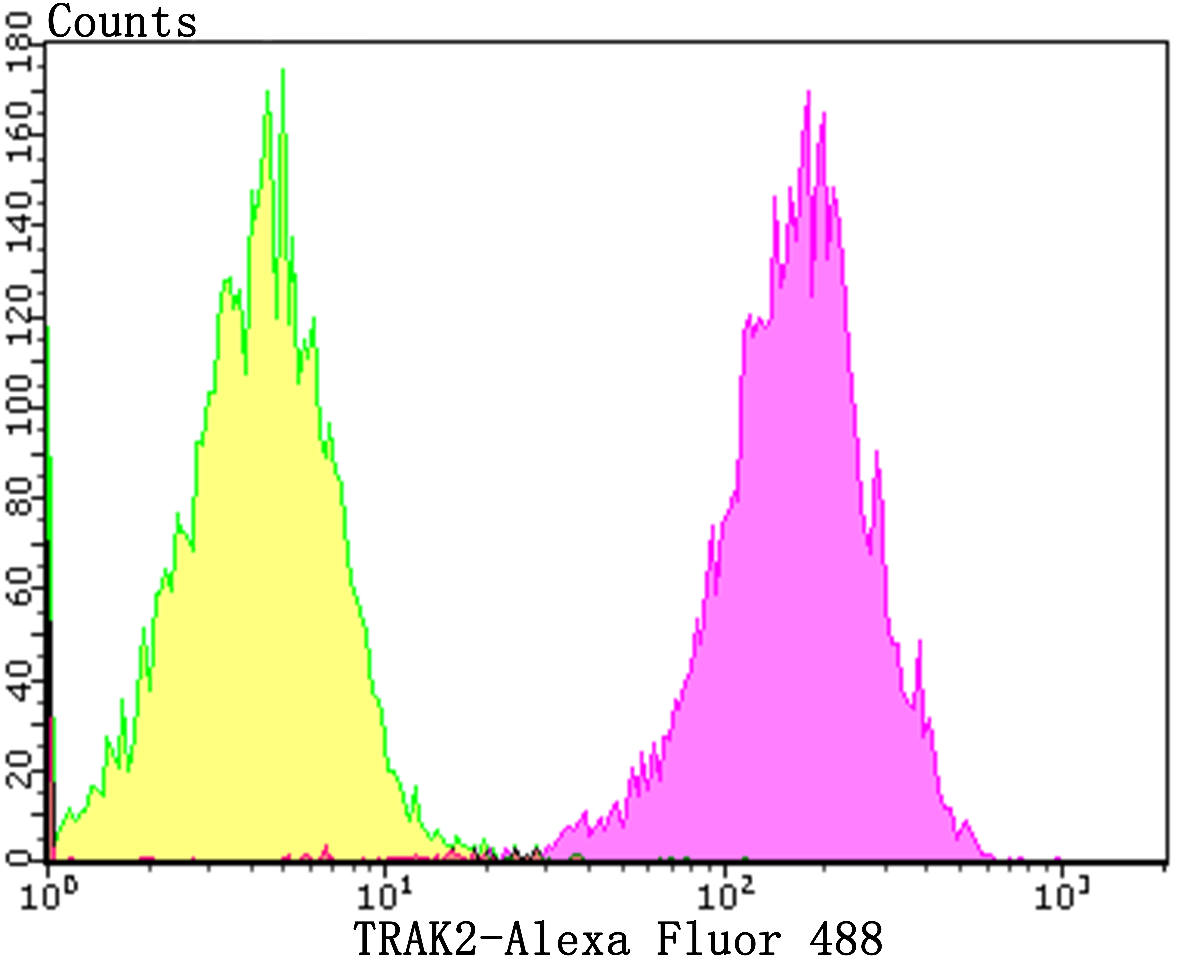 IRAK2 Rabbit mAb