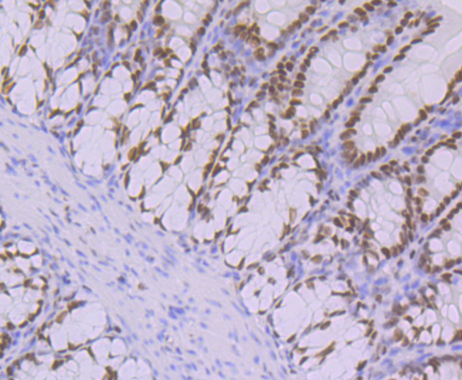 Oct-1 Rabbit mAb