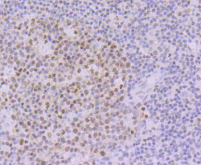 Oct-1 Rabbit mAb