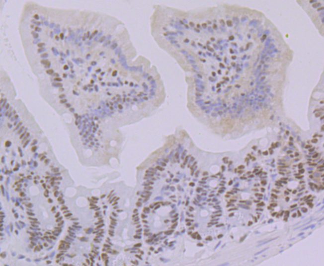 Oct-1 Rabbit mAb