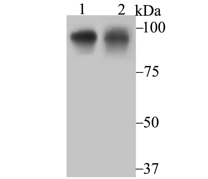 Oct-1 Rabbit mAb