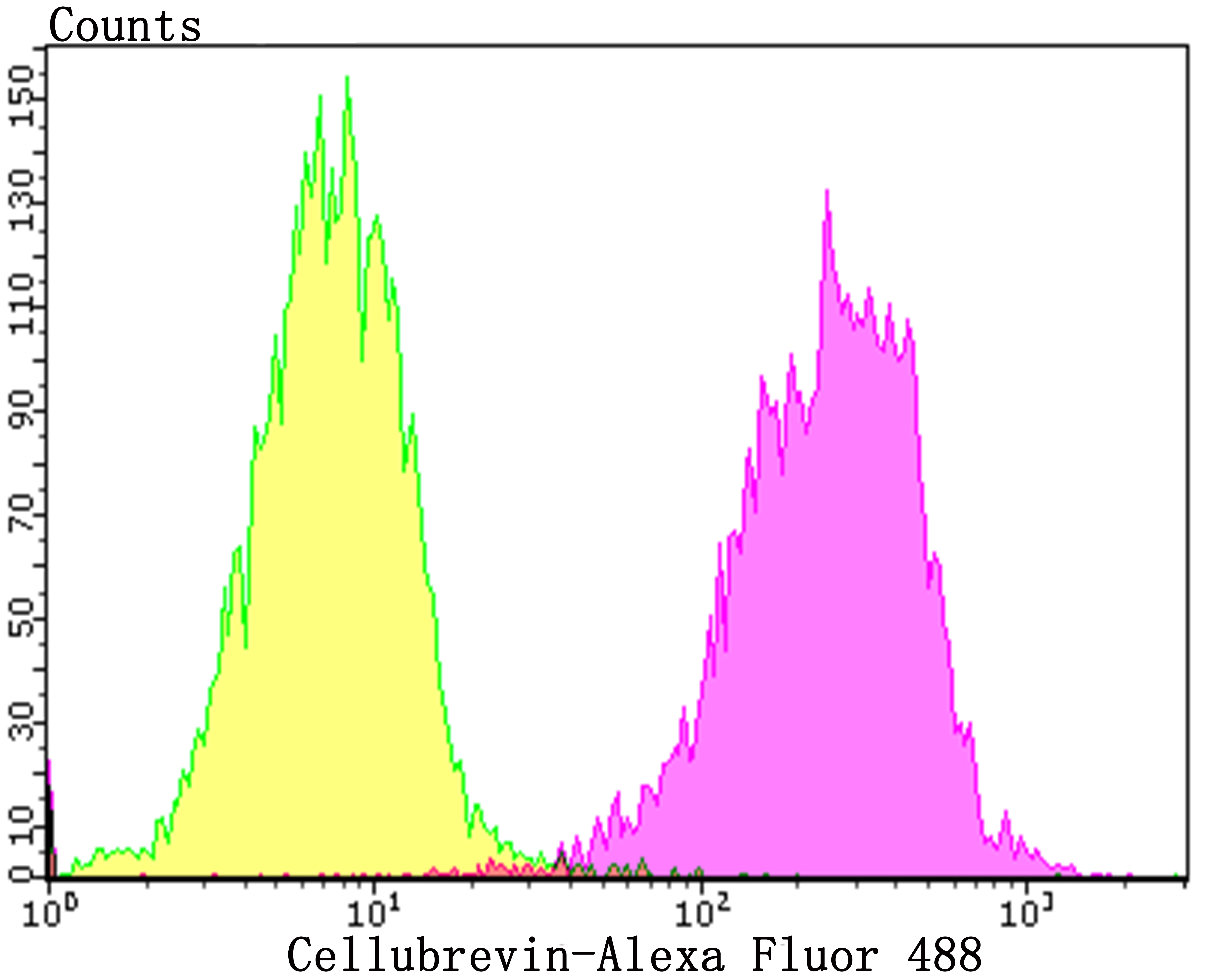 Cellubrevin Rabbit mAb