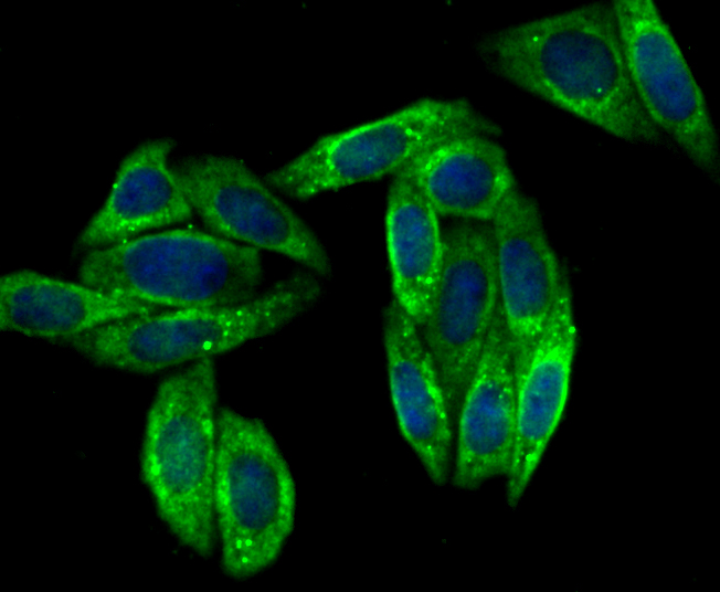 Cellubrevin Rabbit mAb