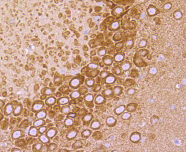 Cellubrevin Rabbit mAb