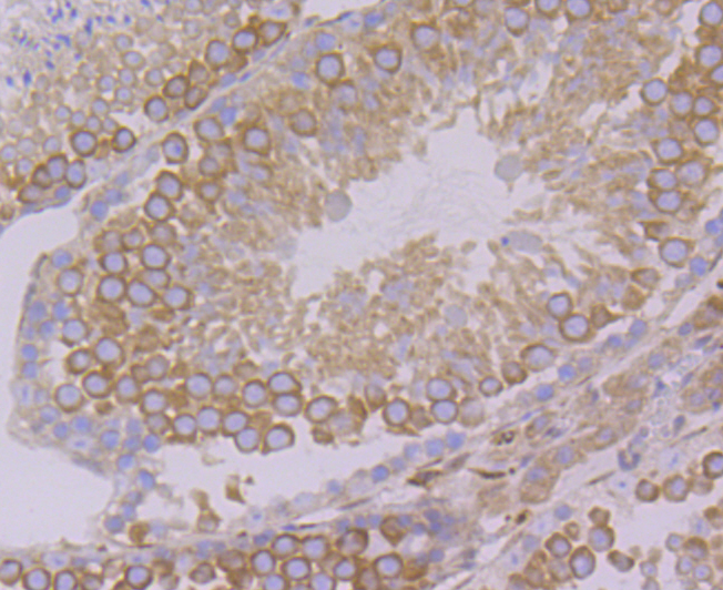 Cellubrevin Rabbit mAb