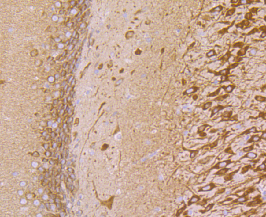 Cellubrevin Rabbit mAb