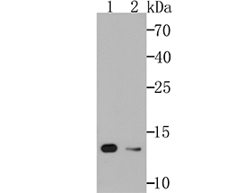 Cellubrevin Rabbit mAb