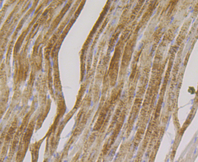 FHL2 Rabbit mAb