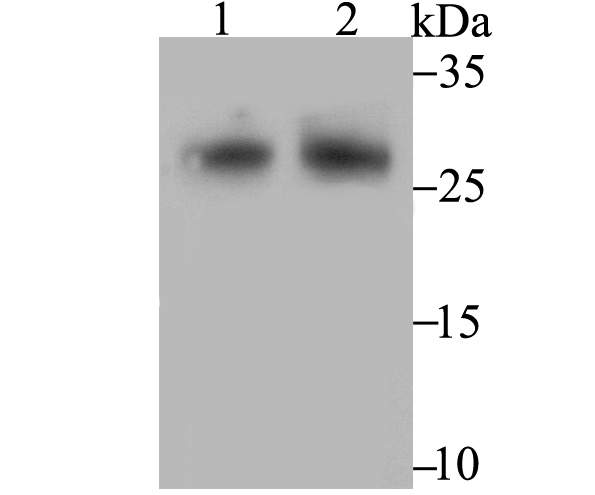 FHL2 Rabbit mAb