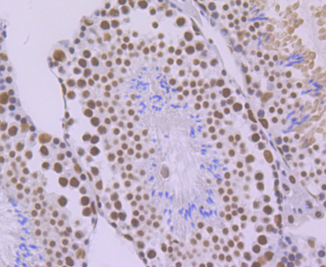 SF3B3 Rabbit mAb