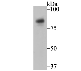 Nicastrin Rabbit mAb