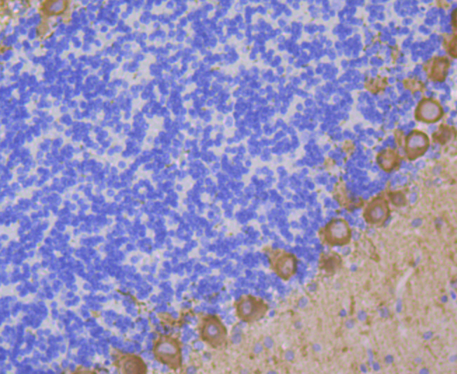 PKC gamma Rabbit mAb