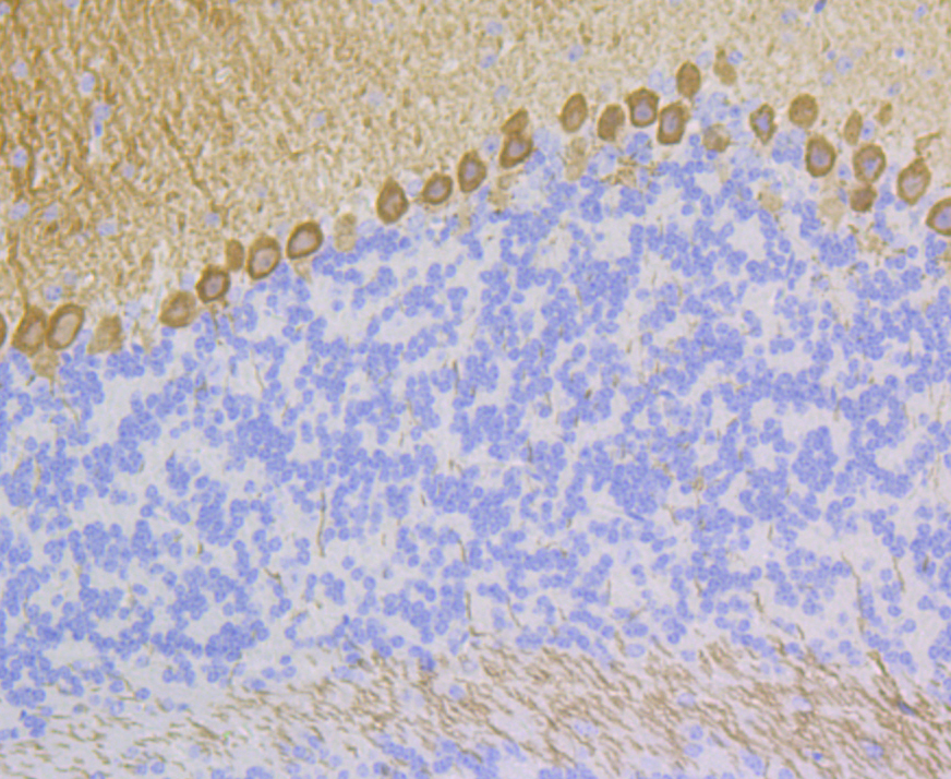 PKC gamma Rabbit mAb