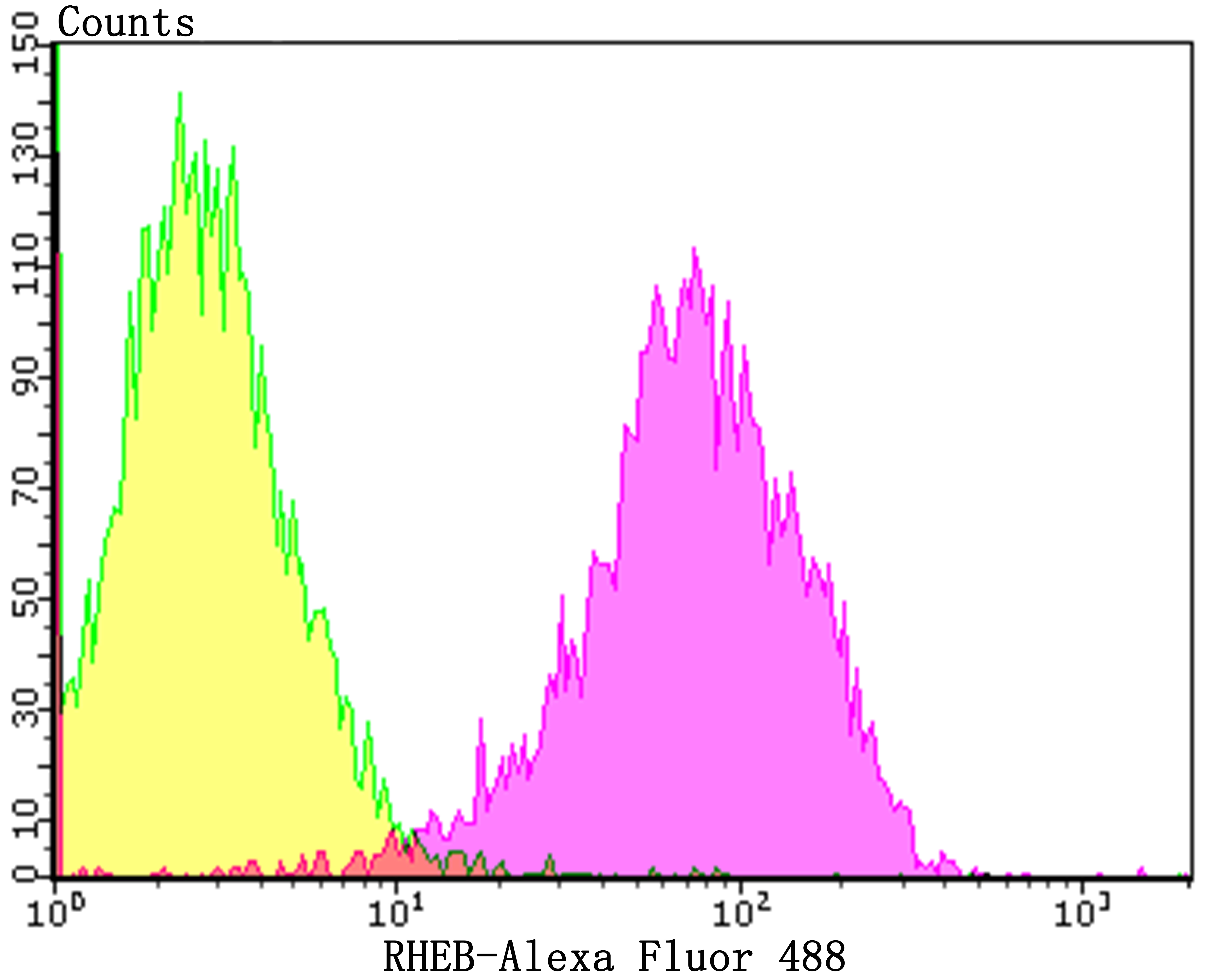 RHEB Rabbit mAb