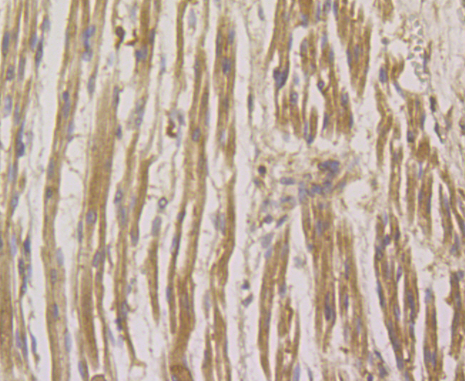 RHEB Rabbit mAb