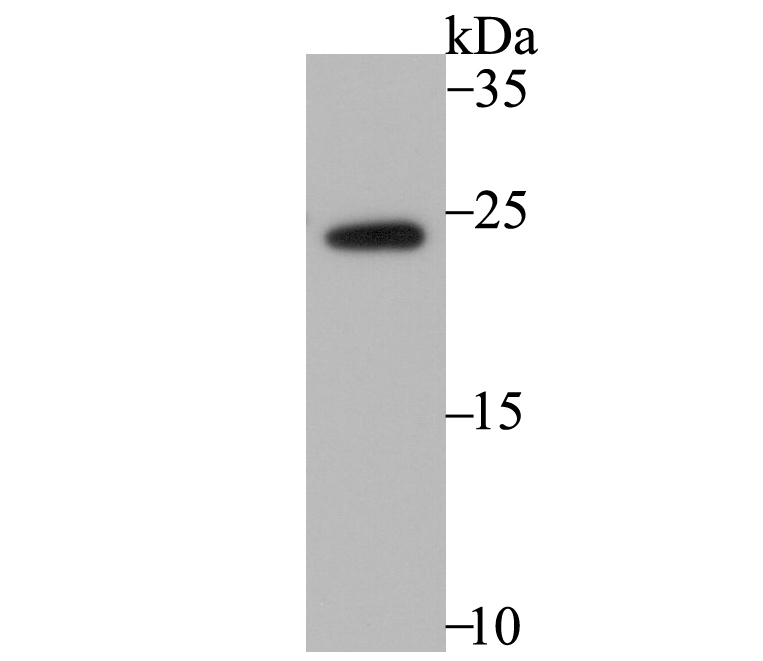 RHEB Rabbit mAb