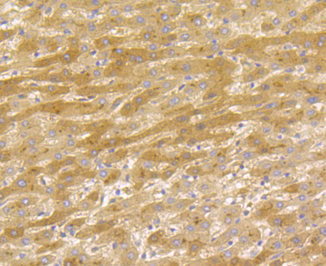 Tetranectin Rabbit mAb