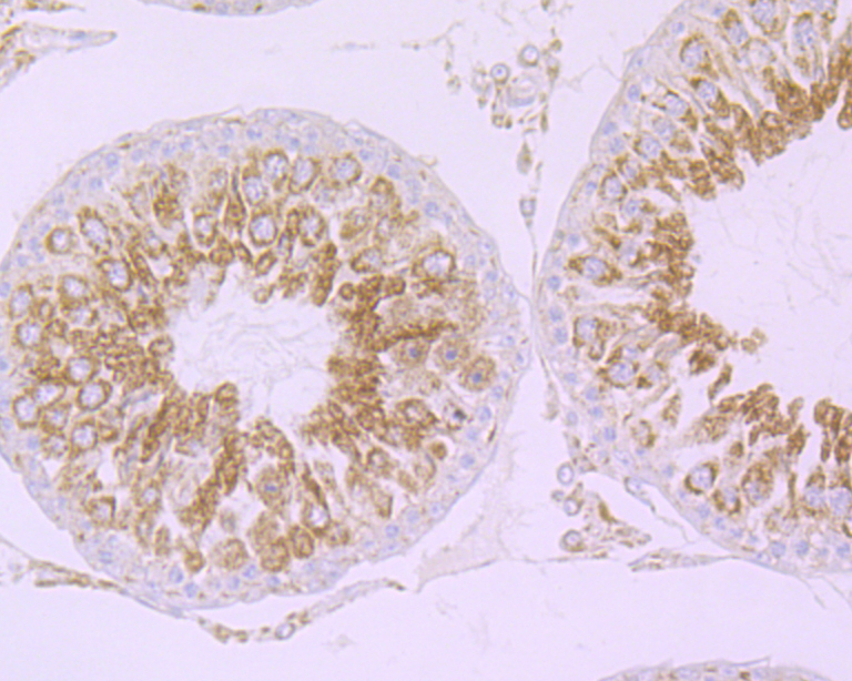 Cullin 2 Rabbit mAb