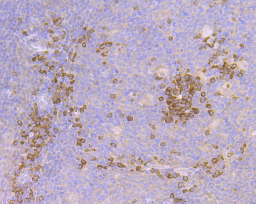 Cullin 2 Rabbit mAb