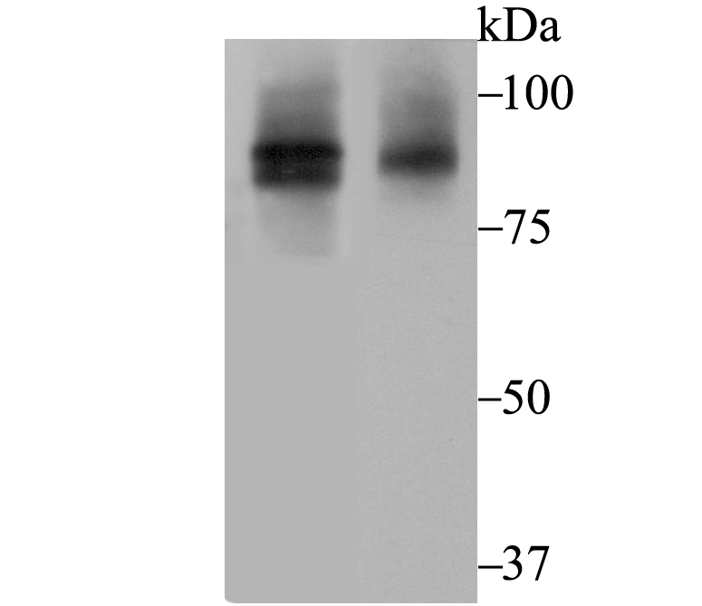 Cullin 2 Rabbit mAb