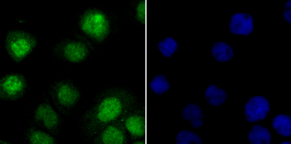 ILF3 Rabbit mAb