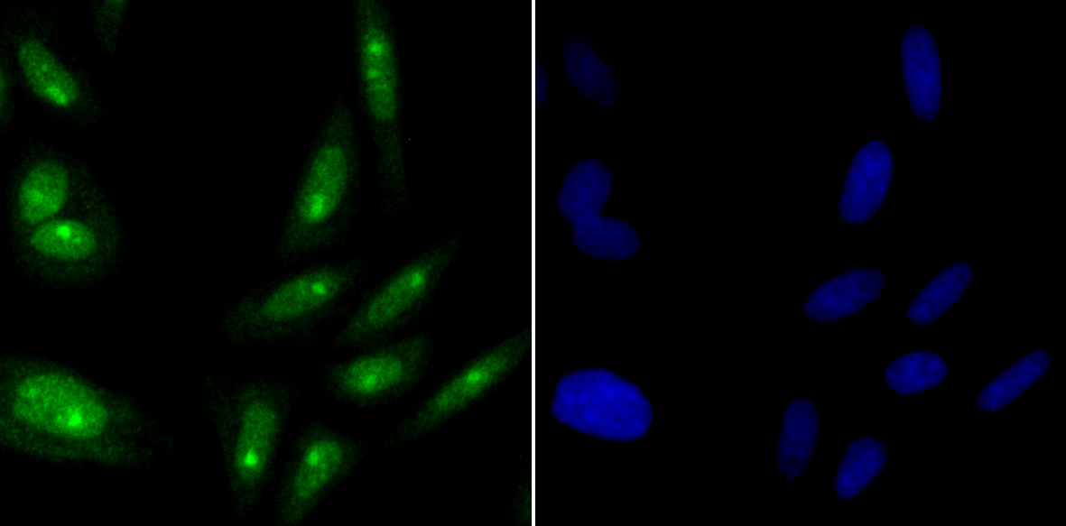 ILF3 Rabbit mAb