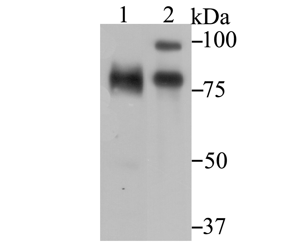 ILF3 Rabbit mAb